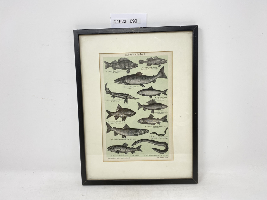Bild im Holzrahmen, Süßwasserfische I, 310 x 230mm