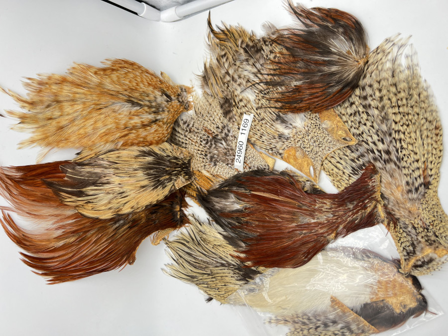 13 Indische Hahnen- und Hennenbälge, teilweise wurden einige Federn entnommen