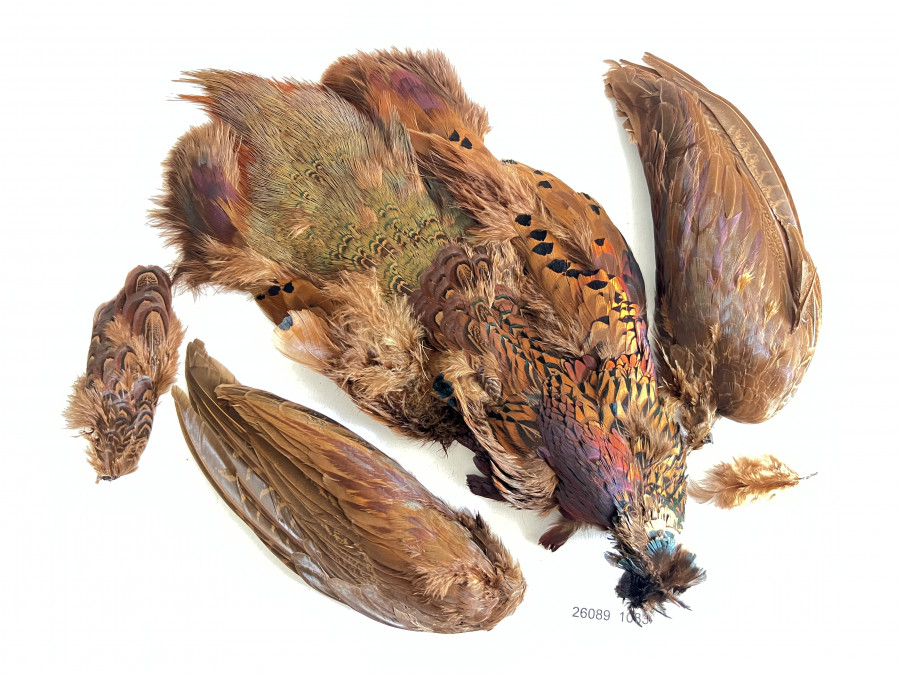 Fasan, Federn entnommen