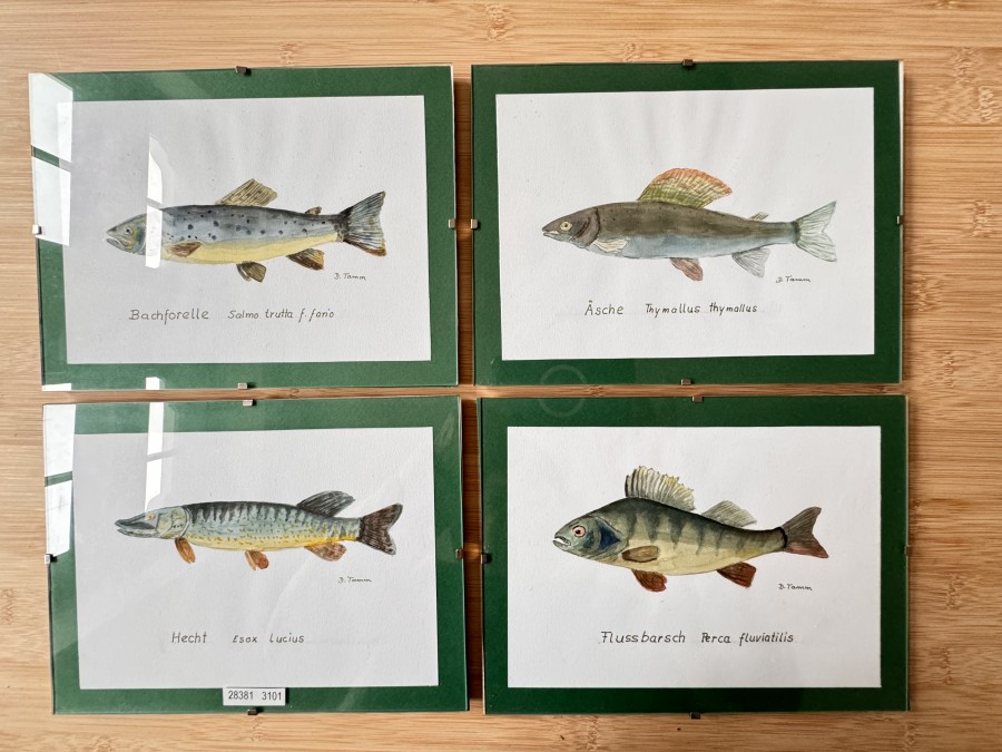 4 Aquarelle hinter Glas, 24x18cm, D.Tamm, Äsche Thomallas thymallus, Flussbarsch Percy fluviatilis, Bachforelle Salmo trutz f. Fario, Hecht Esox Lucius