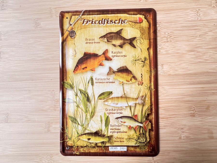 Blechschild, 20x30cm, gewölbt, Friedfische, Brasse, Karpfen, Karausche, Graskarpfen, Rotfeder, Schleie