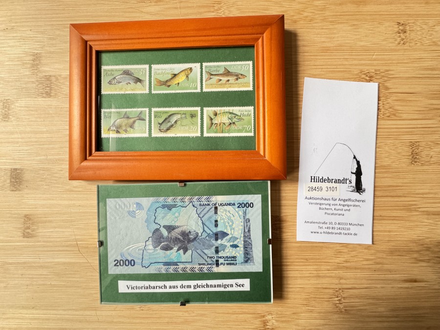 6 Briefmarken der DDR im Bilderrahmen, Äsche 35, Bachforelle 10, Barbe 50, Blei 5, Wels DR 20, Hecht 70 und Geldschein Bank of Uganda 2000, Victoriabarsch aus dem gleichnamigen See