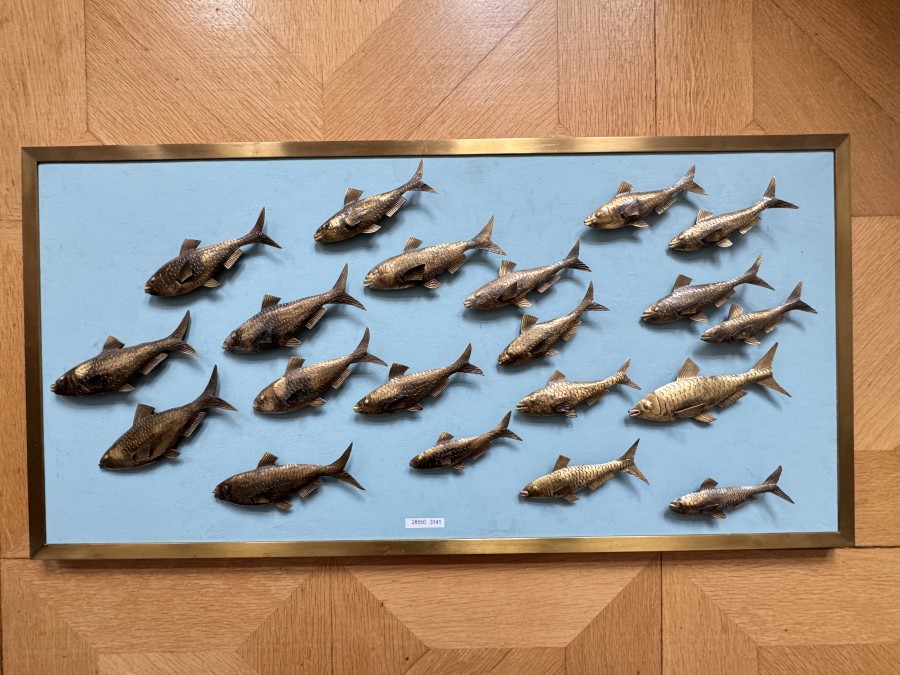 Display mit Fischen, Messingrahmen, Hartschaumplatte, 800x400mm, mit 20 handgefertigten Fischen, 100 bis 150cmm lang, aus Messing, einzeln abnehmbar, sehr schöne Arbeit von einem Münchner Künstler