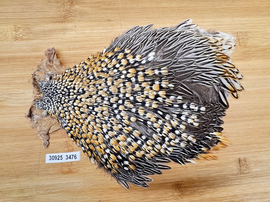 Balg, Jungle Cock, ordentliche Qualität