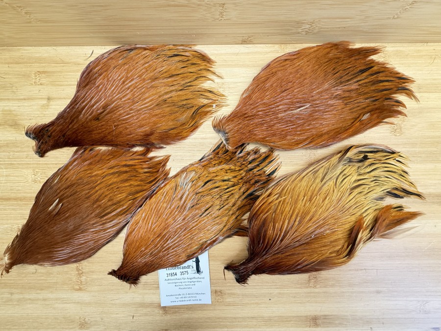 Hahnenbälge, China, 5 verschiedene braun Farben