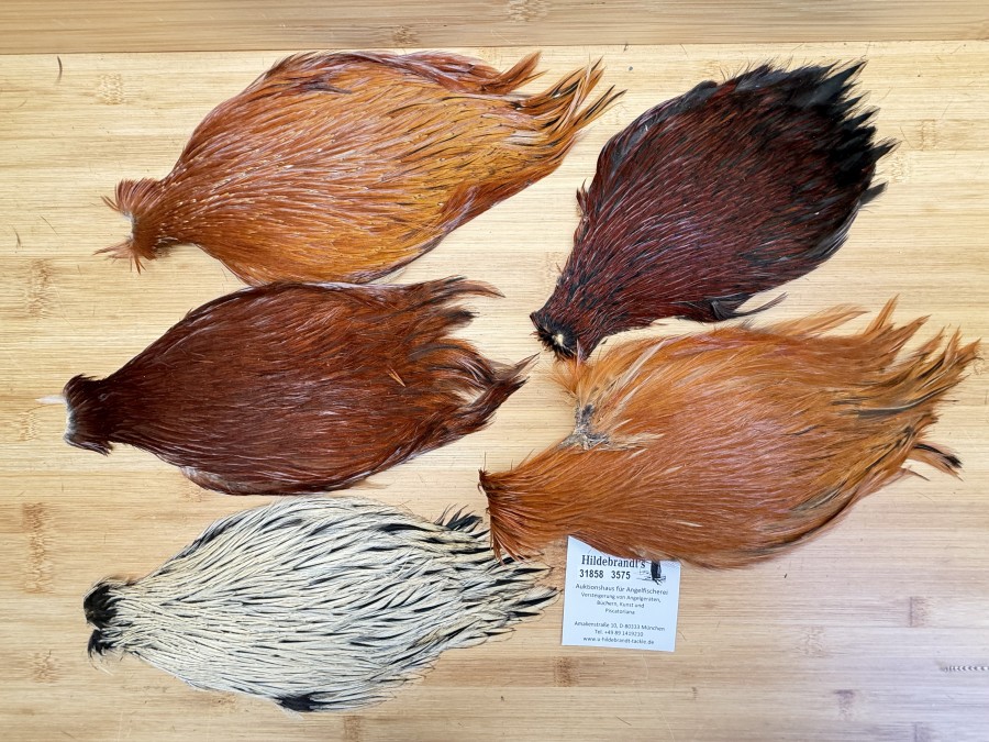 Hahnenbälge, China, 5 verschiedene braun Farben