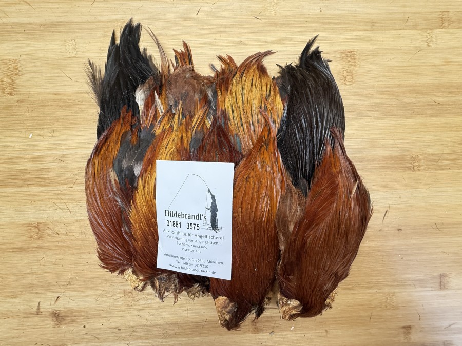 Hahnenbälge, Indien, 10 Stück, verschiedene braun Farben