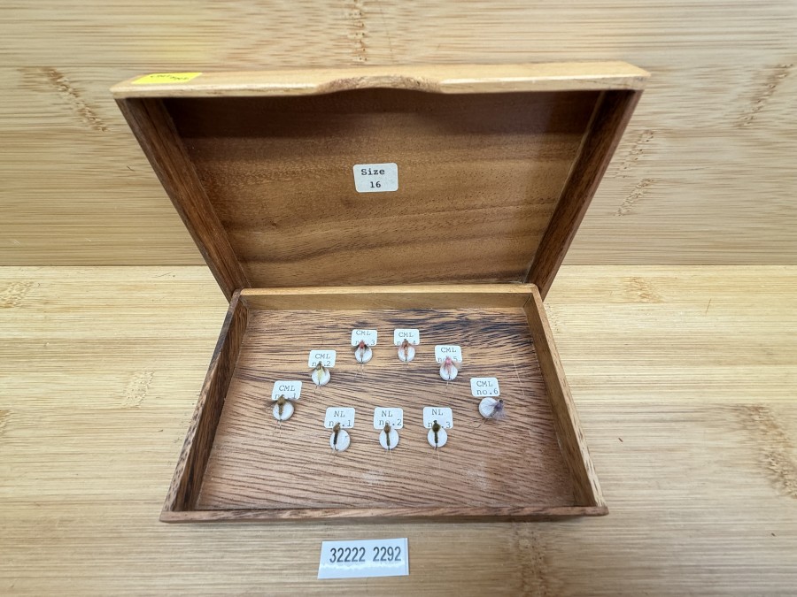 Fliegensortiment, Devaux Mouches Champagnole, sehr schöne Holzbox,  9 Nymphen, Grösse 16, selten