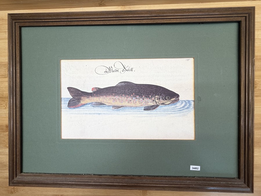 Waldforelle, Aquarell-Faksimile aus der Handschrift Leonhard Baldner, 540x395mm, Passebartout 290x180mm