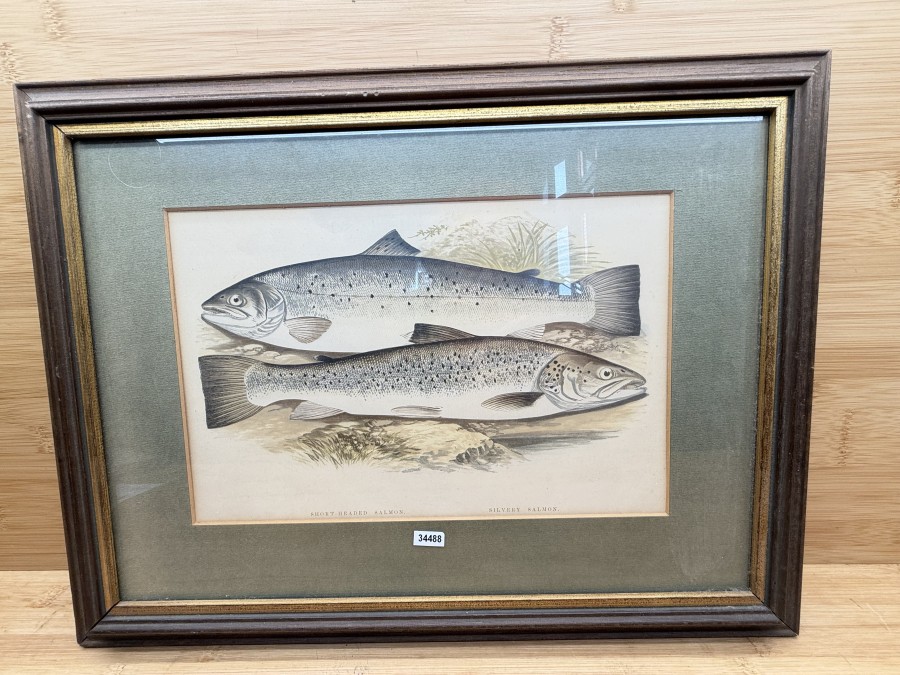 Vintage Fischdruck, Jonathan Couch, 1862, Short-Headed Salmon - Silvery Salmon, CCXV, im Rahmen 450x340mm mit Passepartout 285x195mm, Glasscheibe, schöner Druck