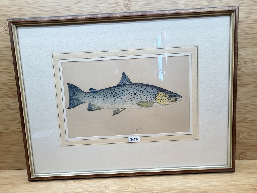 Vintage Fischdruck, Jonathan Couch, 1862, Lake Trout, CCXVI, im Rahmen 355x275mm mit Passepartout 210x130mm, Glasscheibe, schöner Druck