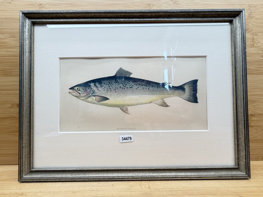 Vintage Fischdruck, Jonathan Couch, 1862, Salmon - Trout, Rahmen 315x235mm mit Passepartout 215x120mm, Glasscheibe, schöner Druck