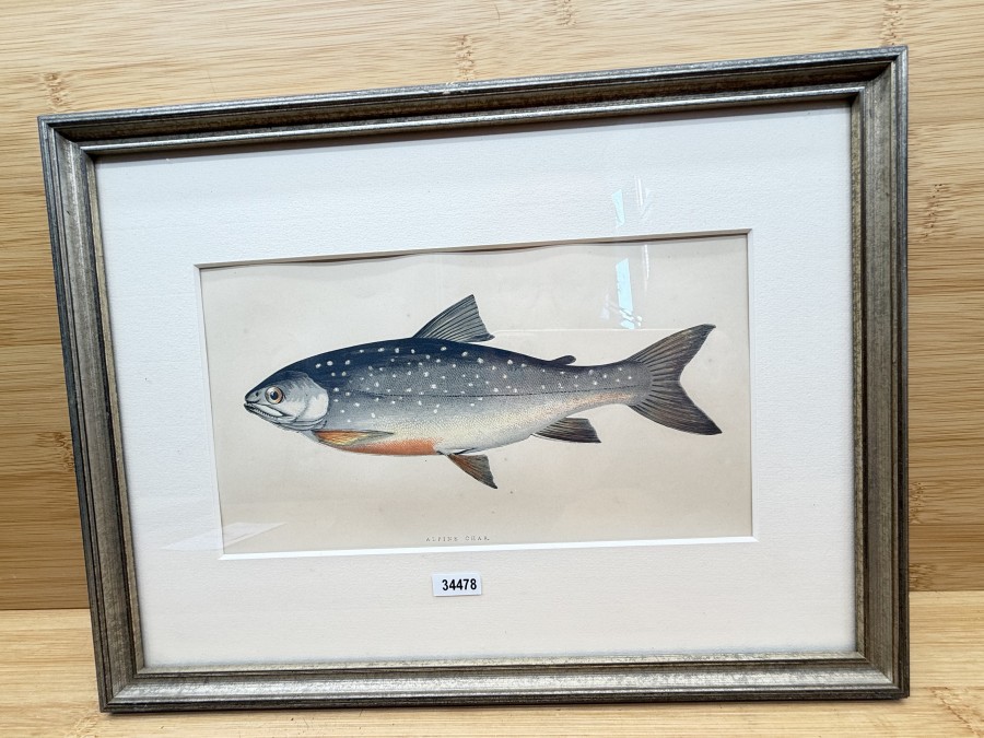Vintage Fischdruck, Jonathan Couch, 1862, Alpine Char, Rahmen 315x235mm mit Passepartout 215x120mm, Glasscheibe, schöner Druck