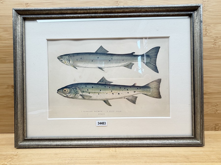 Vintage Fischdruck, Jonathan Couch, 1862, 1. Slender Salmon, 2 Blue Pole, CCXVI, im Rahmen 315x235mm mit Passepartout 215x120mm, Glasscheibe, schöner Druck