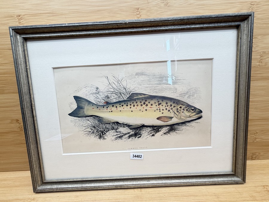 Vintage Fischdruck, Jonathan Couch, 1862, Common - Trout, Rahmen 315x235mm mit Passepartout 215x120mm, Glasscheibe, schöner Druck