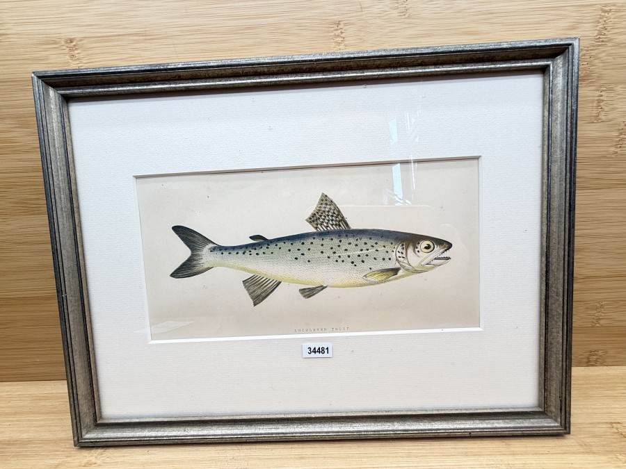 Vintage Fischdruck, Jonathan Couch, 1862, Lochleven - Trout, Rahmen 315x235mm mit Passepartout 215x120mm, Glasscheibe, schöner Druck