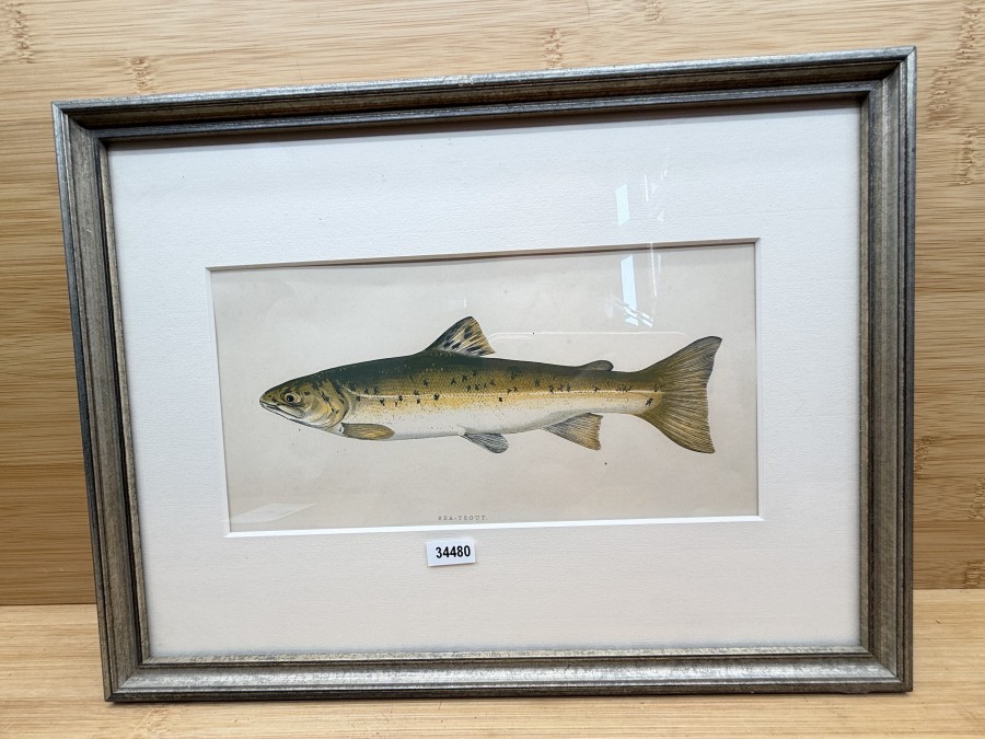 Vintage Fischdruck, Jonathan Couch, 1862, Sea - Trout, Rahmen 315x235mm mit Passepartout 215x120mm, Glasscheibe, schöner Druck