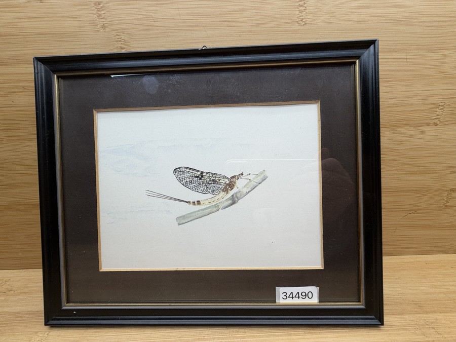 Maifliege, Reproduktion eines Aquarells für das Buch = Schauen und Fischen =, Fritz Ossadnik, in Originalgrösse, Verlag J. Schück, 1986, 265x215mm, Passebartout 185x135mm